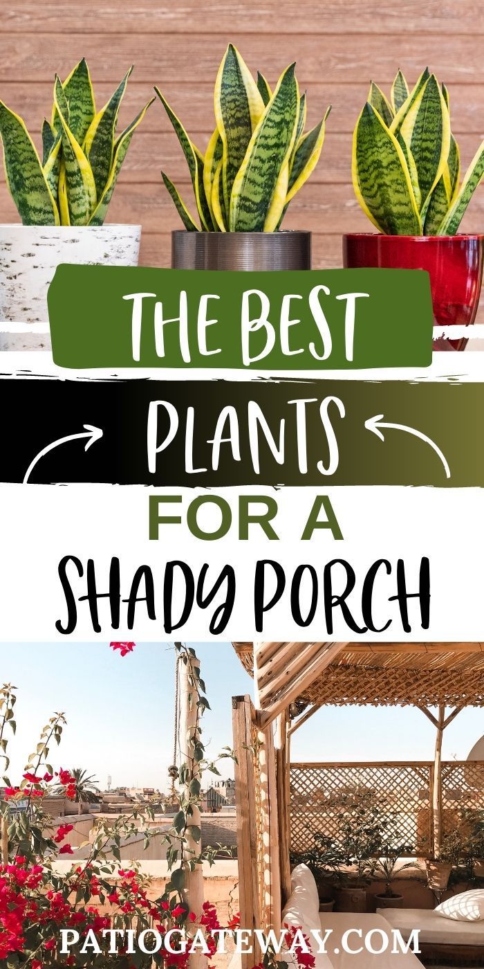 the best plants for a shady porch