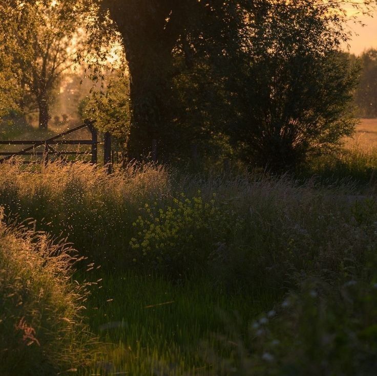 the sun shines brightly through the trees and grass in front of a wooden fence