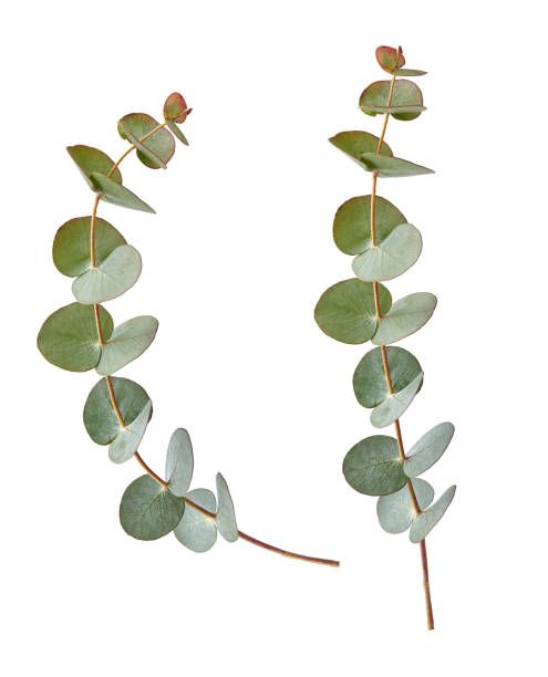 eucalyptus plant with green leaves on white background