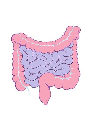 an illustration of the human body's stomach and its small intestive areas