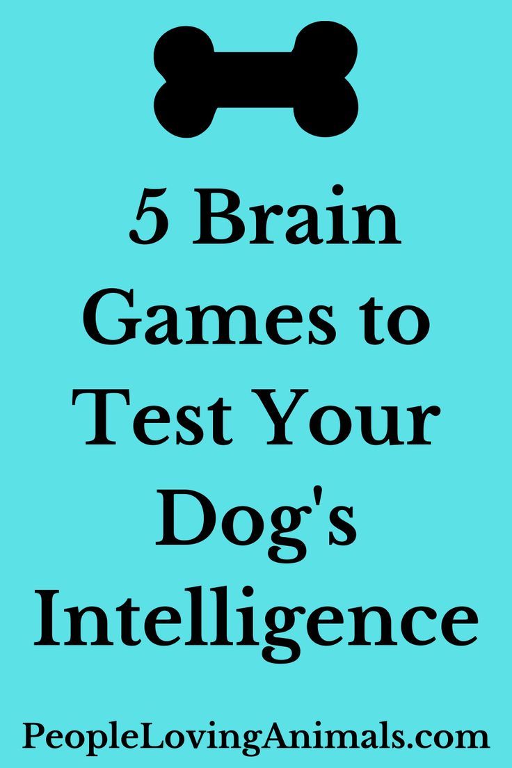 a blue background with the words 5 brain games to test your dog's intelligence