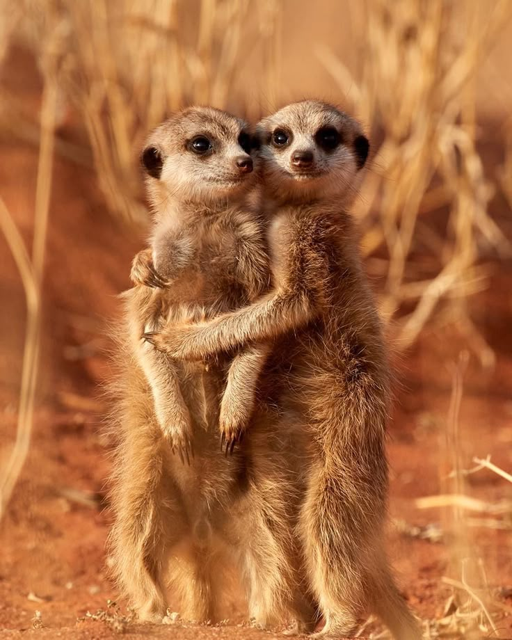 two small meerkats standing on their hind legs in the dirt and looking at the camera