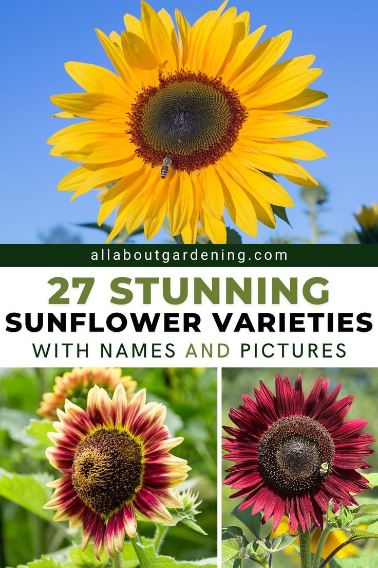 sunflower varieties with names and pictures