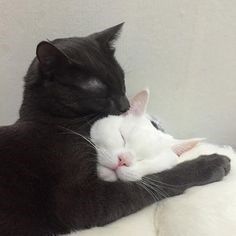 two black and white cats laying next to each other with their faces touching noses together