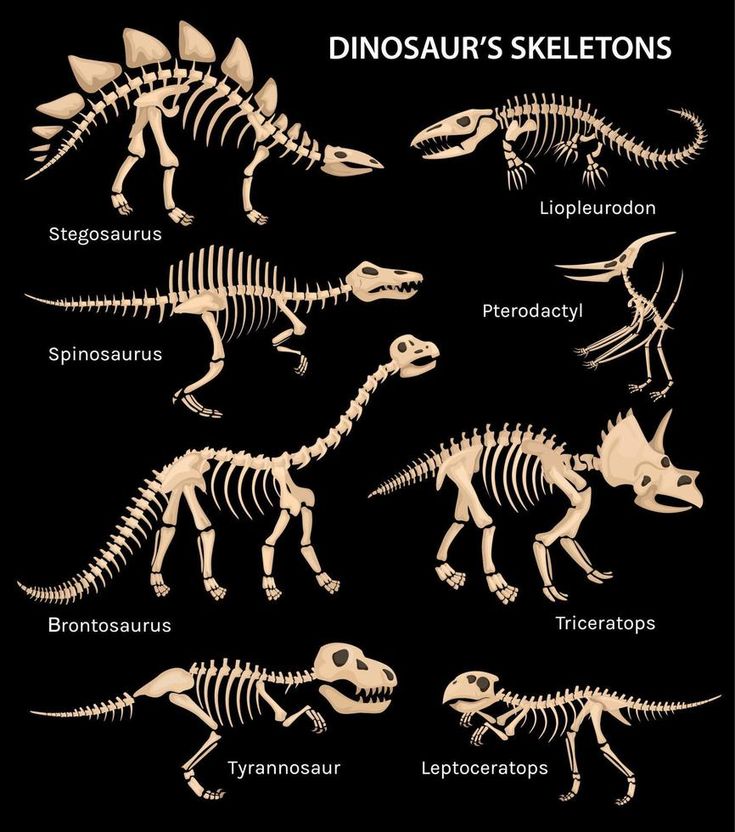 an image of dinosaur skeleton skeletons