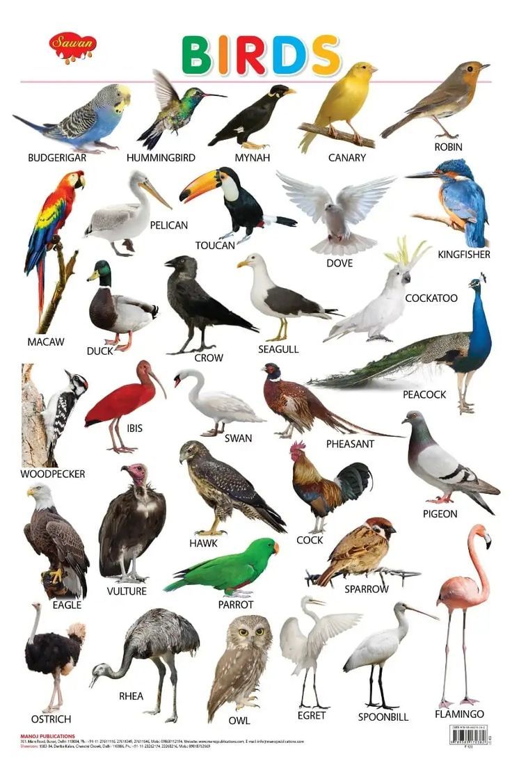 an image of birds that are in different colors and sizes, with the names on them