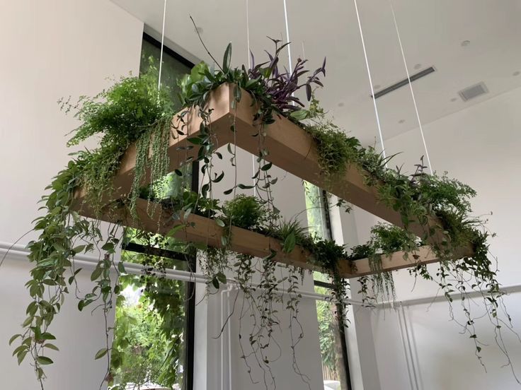 some plants hanging from the ceiling in a room