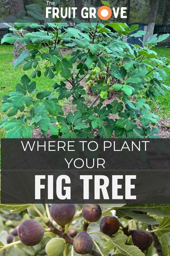 the fruit grove is where to plant your fig tree and what to do about it