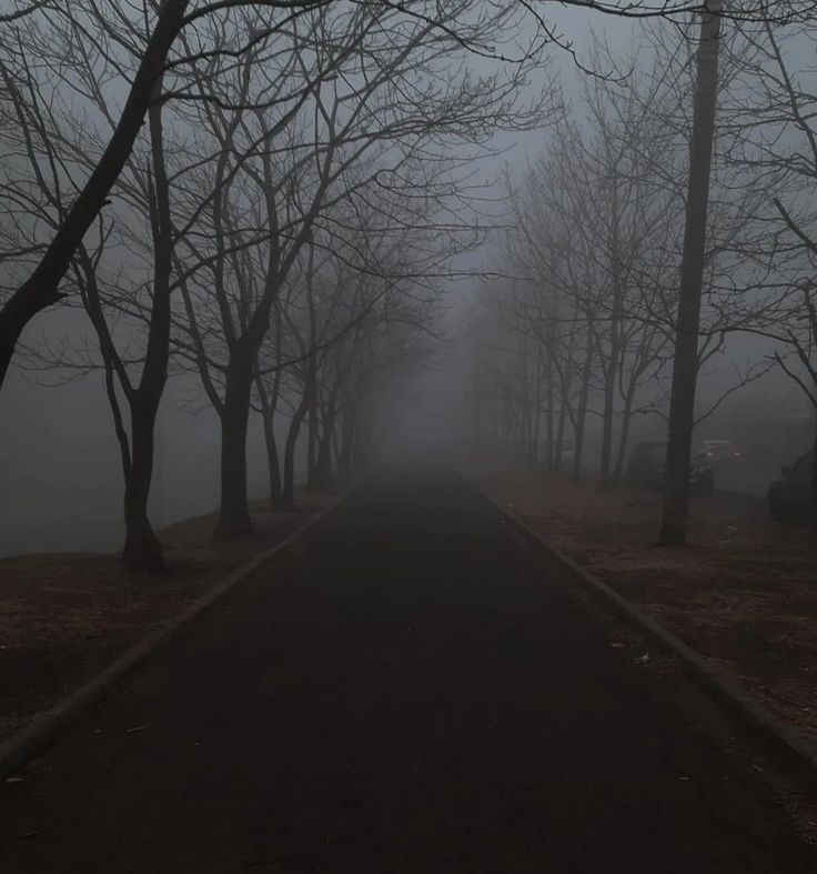 an empty road surrounded by bare trees on a foggy day