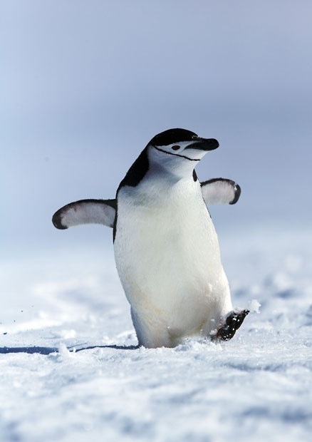 a penguin is running in the snow with it's feet up and wings spread