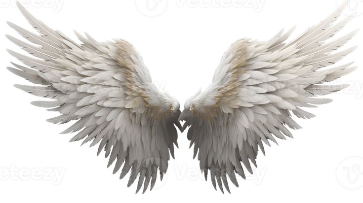 two white angel wings on a white background with clippings to the left and right side