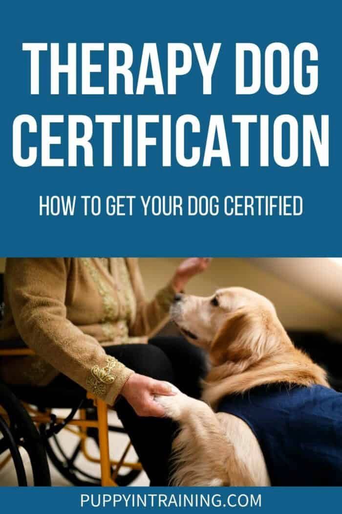 a dog is being petted by a woman in a wheelchair with the title therapy dog certification how to get your dog certified