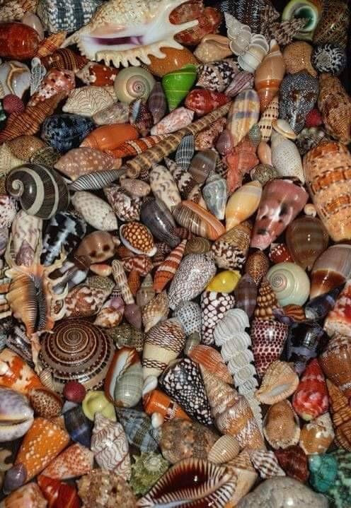 many different types of seashells are stacked on top of each other in a pile