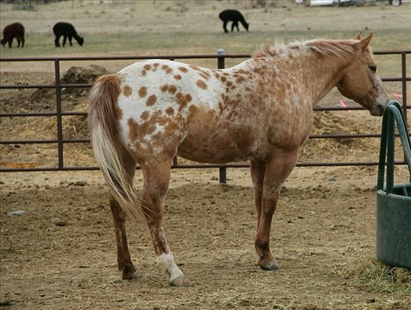 a brown and white horse standing next to a metal fence with other horses in the background