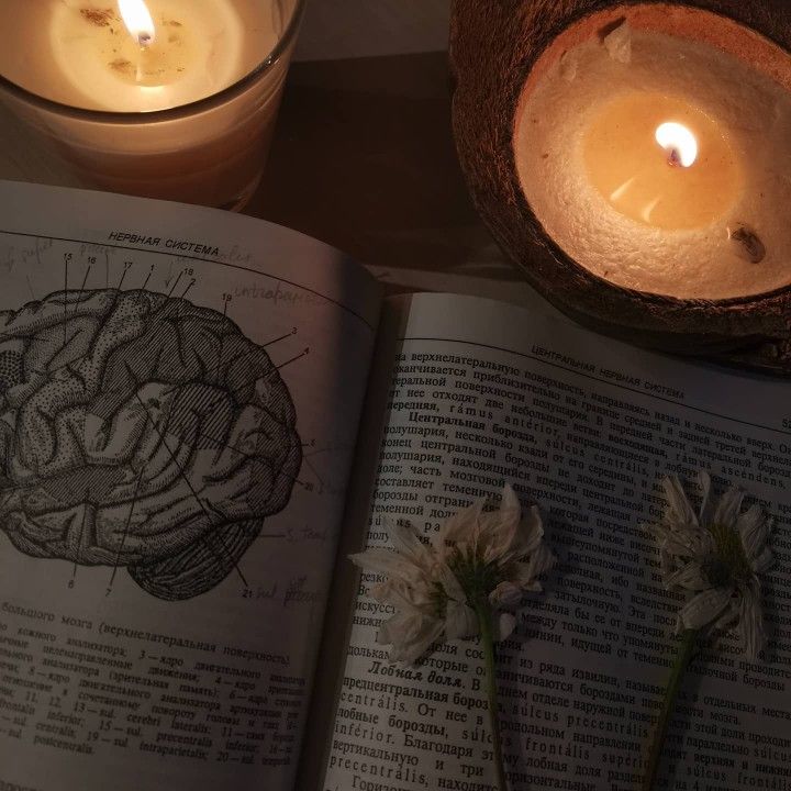 Anatomy science, candles, flowers, dark academia aesthetic 212 Meaning, 123 Meaning, Flowers Dark Academia, Psychologist Aesthetic, Dark Academia Study, Anatomy Science, Candles Flowers, Flowers Dark, Chaotic Academia