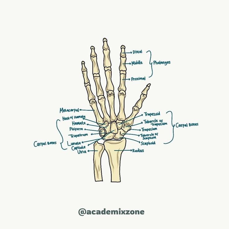 the bones of the hand and wrist are labeled with labels on each side, including names