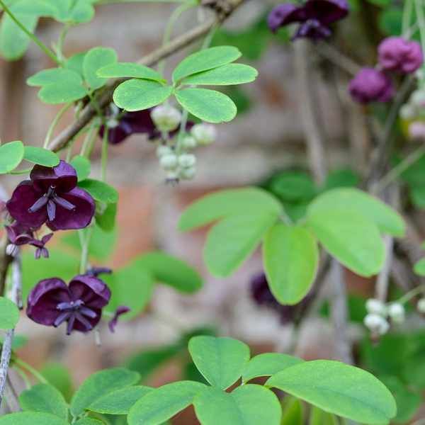 purple flowers and green leaves on a tree