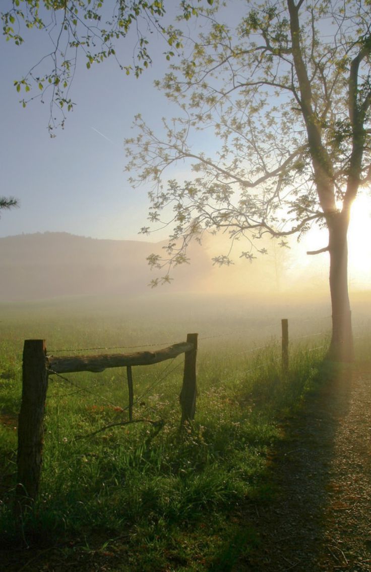 the sun shines brightly behind a tree and fence on a foggy, early morning