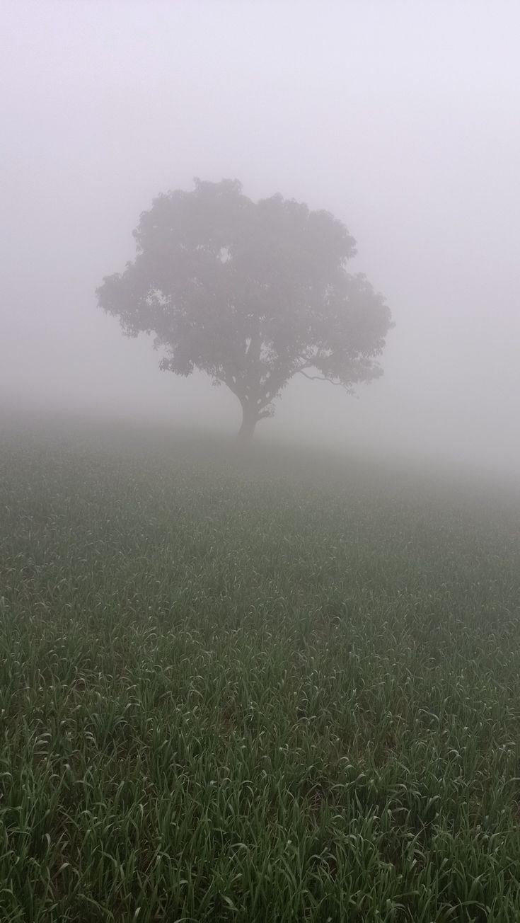 a lone tree in the middle of a foggy field