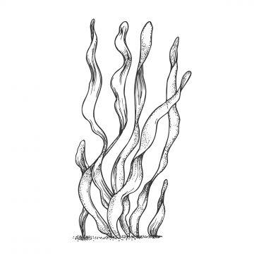 an ink drawing of seaweed