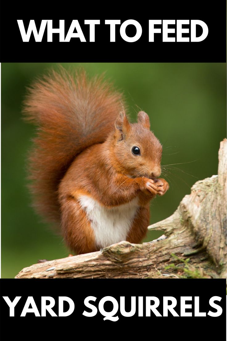 a red squirrel sitting on top of a tree branch with the caption what to feed yard squirrels