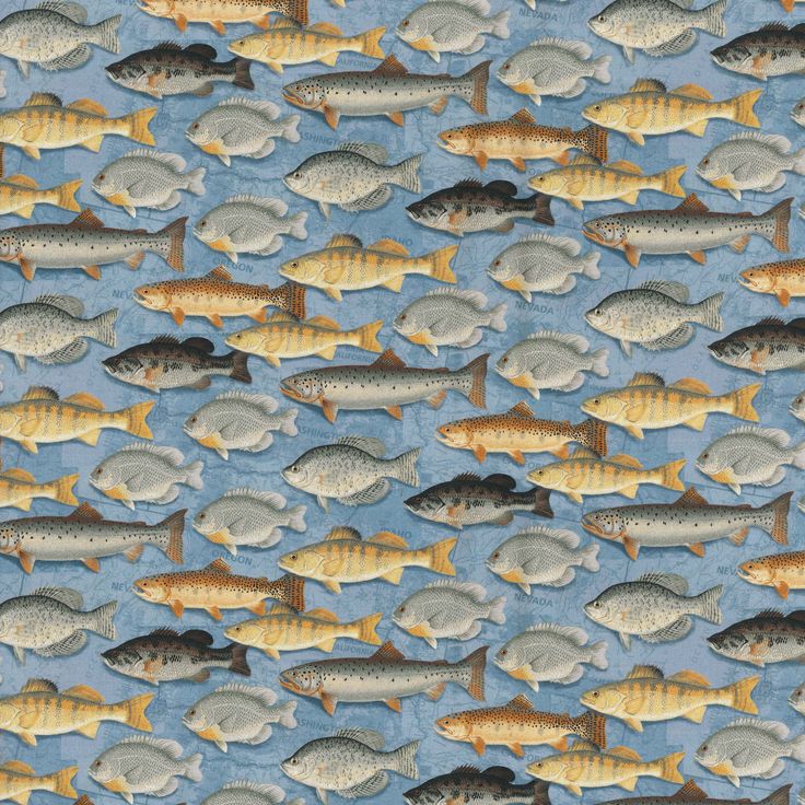 a large group of fish on a blue background