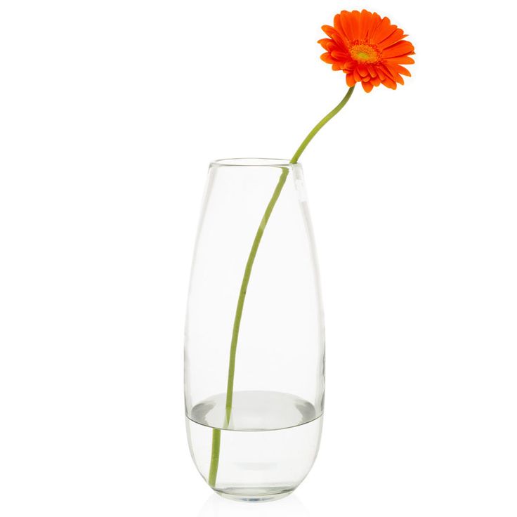 a single orange flower in a clear glass vase on a white background with water and reflection