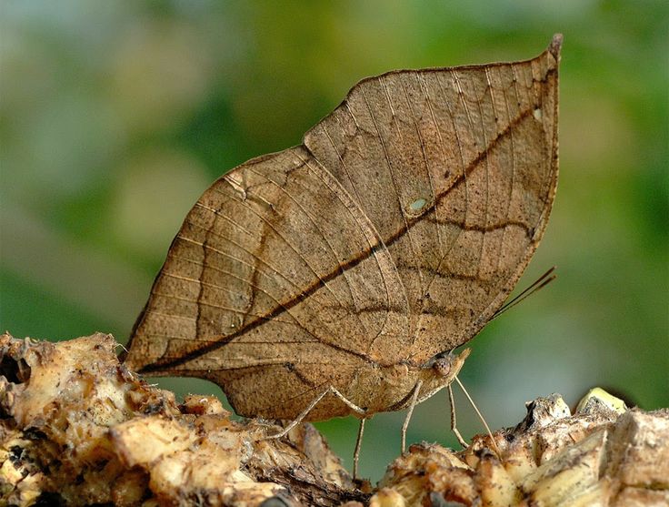 a brown butterfly sitting on top of a tree branch