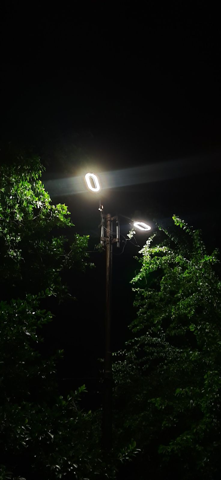 a street light in the dark surrounded by trees