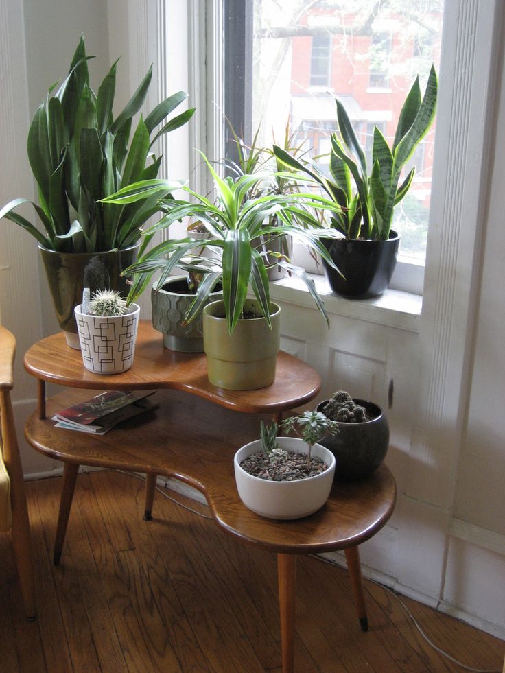 three potted plants sit on top of a wooden table in front of a window