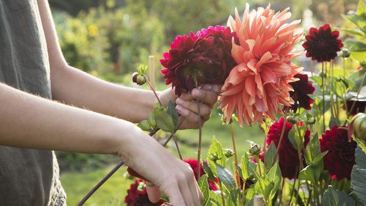 a woman is tending to some flowers in the garden with her hands and fingers on them