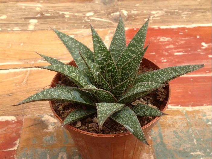 a potted plant sitting on top of a wooden table