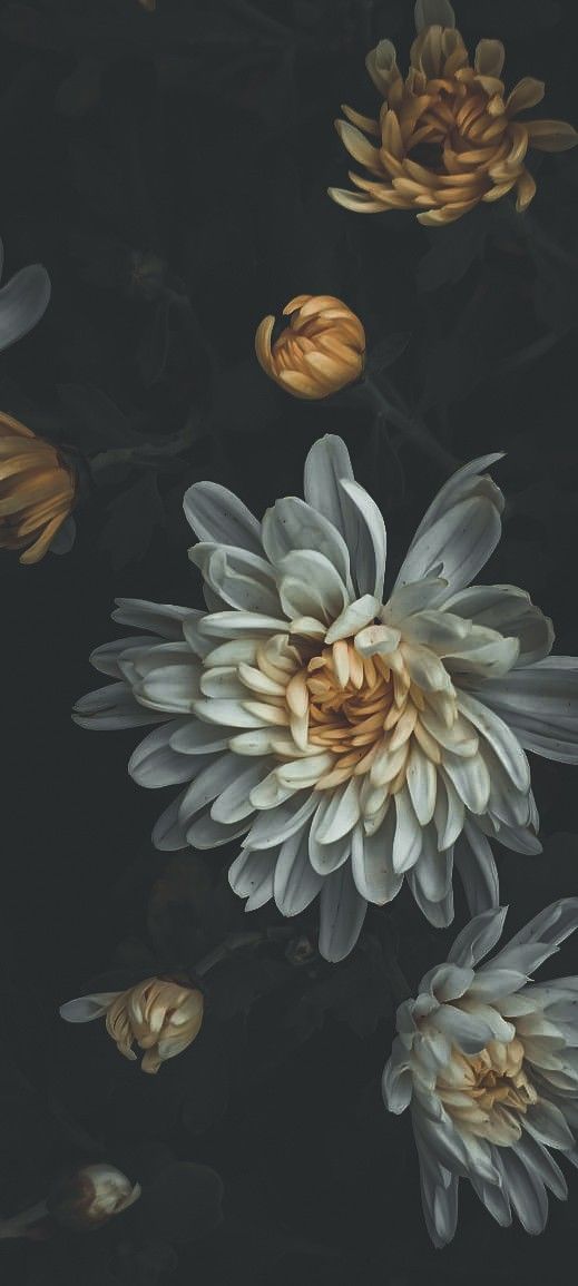 white and yellow flowers floating in water on a black background, with one large flower surrounded by smaller ones