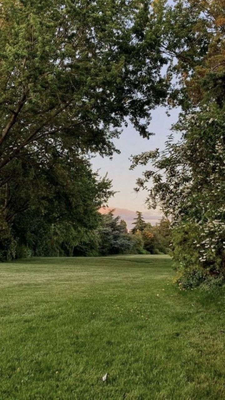 an open field with trees and grass in the foreground