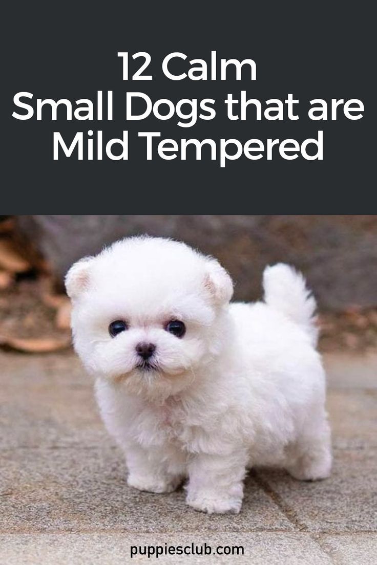 calm-small-dogs-that-are-mild-tempered Puppies Small Breed, The Cutest Puppies In The World, Cute Small Breed Dogs, Fluffy Small Dog Breeds, Mini Chihuahua Puppies, Small Breed Puppies, Free Puppies Near Me, Dogs That Stay Small Forever, Mini Teacup Puppies