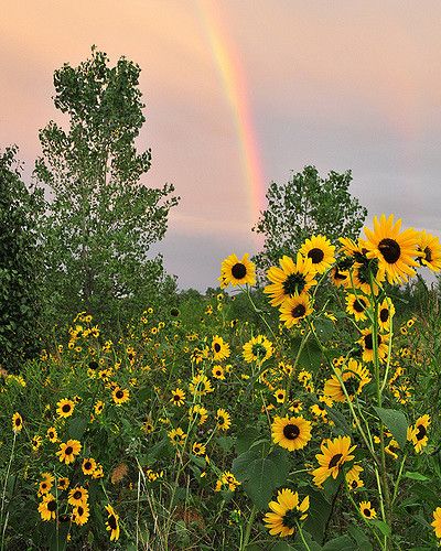 a rainbow in the sky over a field of sunflowers with trees and bushes