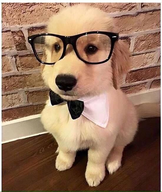 a dog wearing glasses and a bow tie sitting on the floor in front of a brick wall