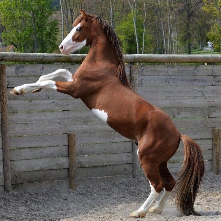 a brown and white horse standing on it's hind legs in an enclosed area