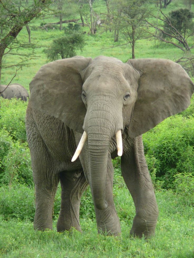 an elephant with tusks is standing in the grass and looking at the camera