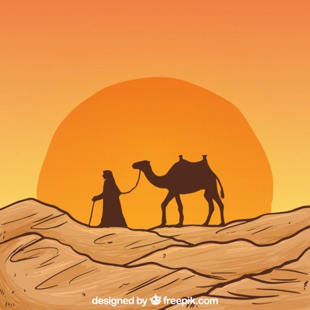 two camels are walking in the desert at sunset