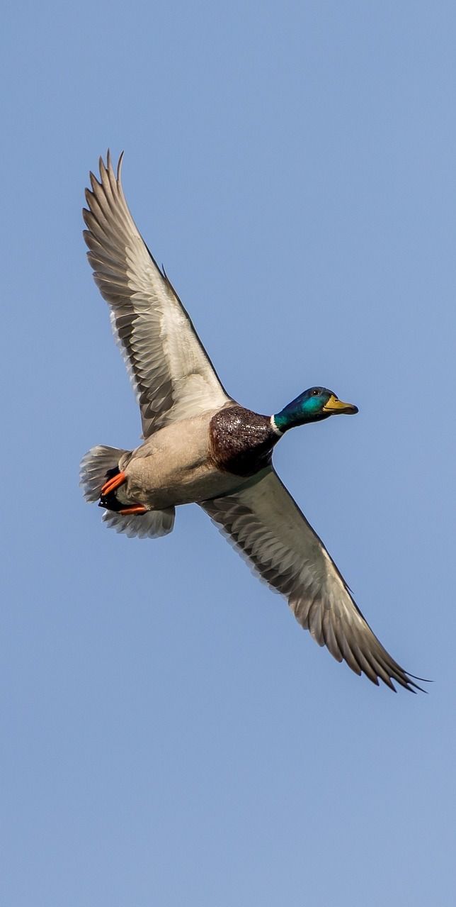 a duck flying in the air with its wings spread