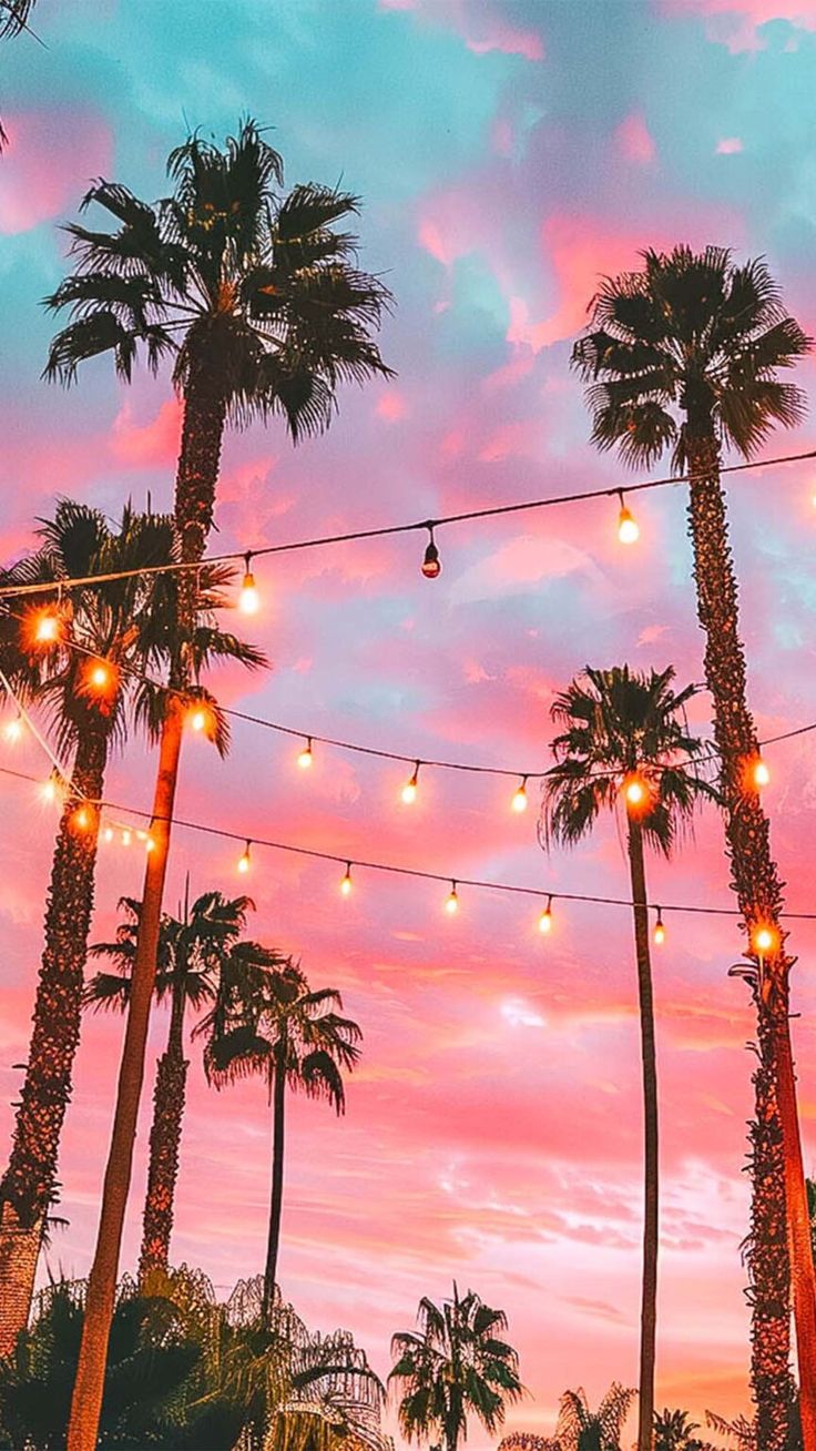 palm trees with lights strung from them at sunset