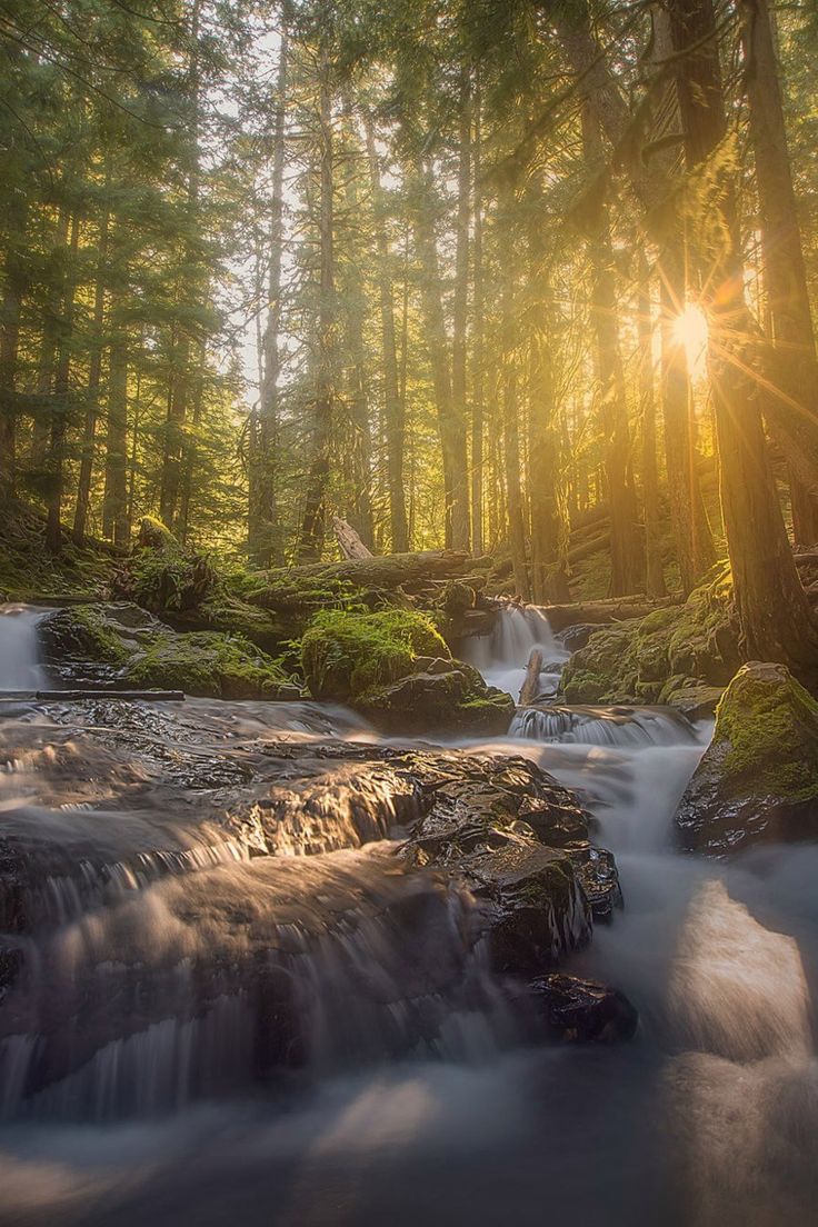 the sun shines brightly through the trees over a small waterfall in a forest with mossy rocks