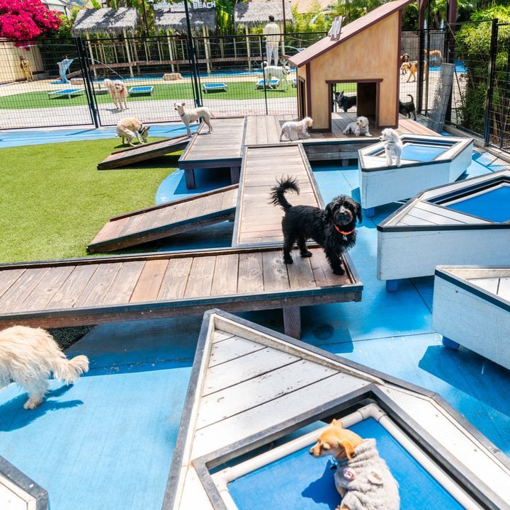 there are many dogs playing in the play area at this park, and one dog is on the ramp