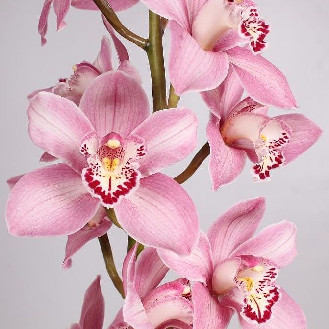 pink orchids are arranged in a vase