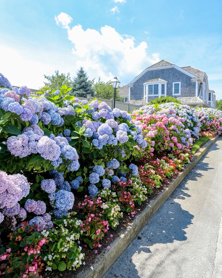 Cape Cod Cape Cod Summer House, Cape Cod Fashion, Cape Cod Instagram Pics, Cape Cod Flowers, Cape Cod Neighborhood, Summer Aesthetic Cape Cod, Cape Cod Prints, Cape Cod Beach House, Cape Cod Aesthetic