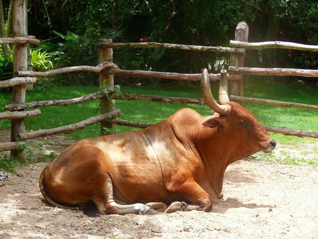 an animal that is laying down in the dirt