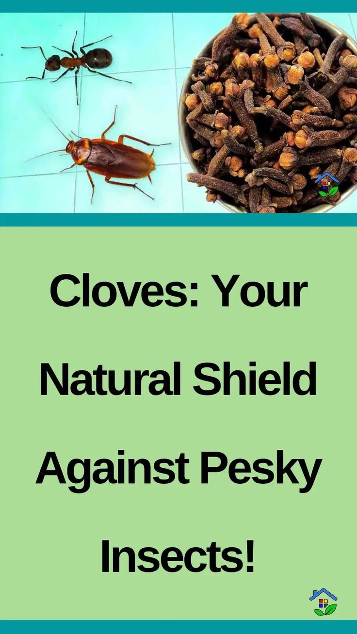 Embrace Clove’s Natural Mastery: Repel Insects with Ease and Breathe a Bug-Free Bliss! Thanks to its insect-repellent properties, cloves have become one of the best solutions to insect-related issues. When used strategically, it can repel a variety of pests like mosquitos, flies, and ants. Its strong aroma acts as a natural deterrent, keeping insects at […] Indoor Bug Repellent, Keep Bugs Out Of House, Bug Repellent Diy, Roach Repellent, How To Repel Flies, Diy Insect Repellent, Fly Repellant Diy, Homemade Fly Spray, Natural Spider Repellant