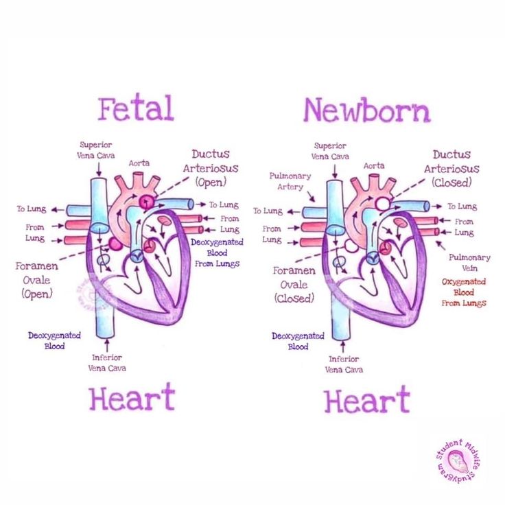 two pictures of the heart with labels on them