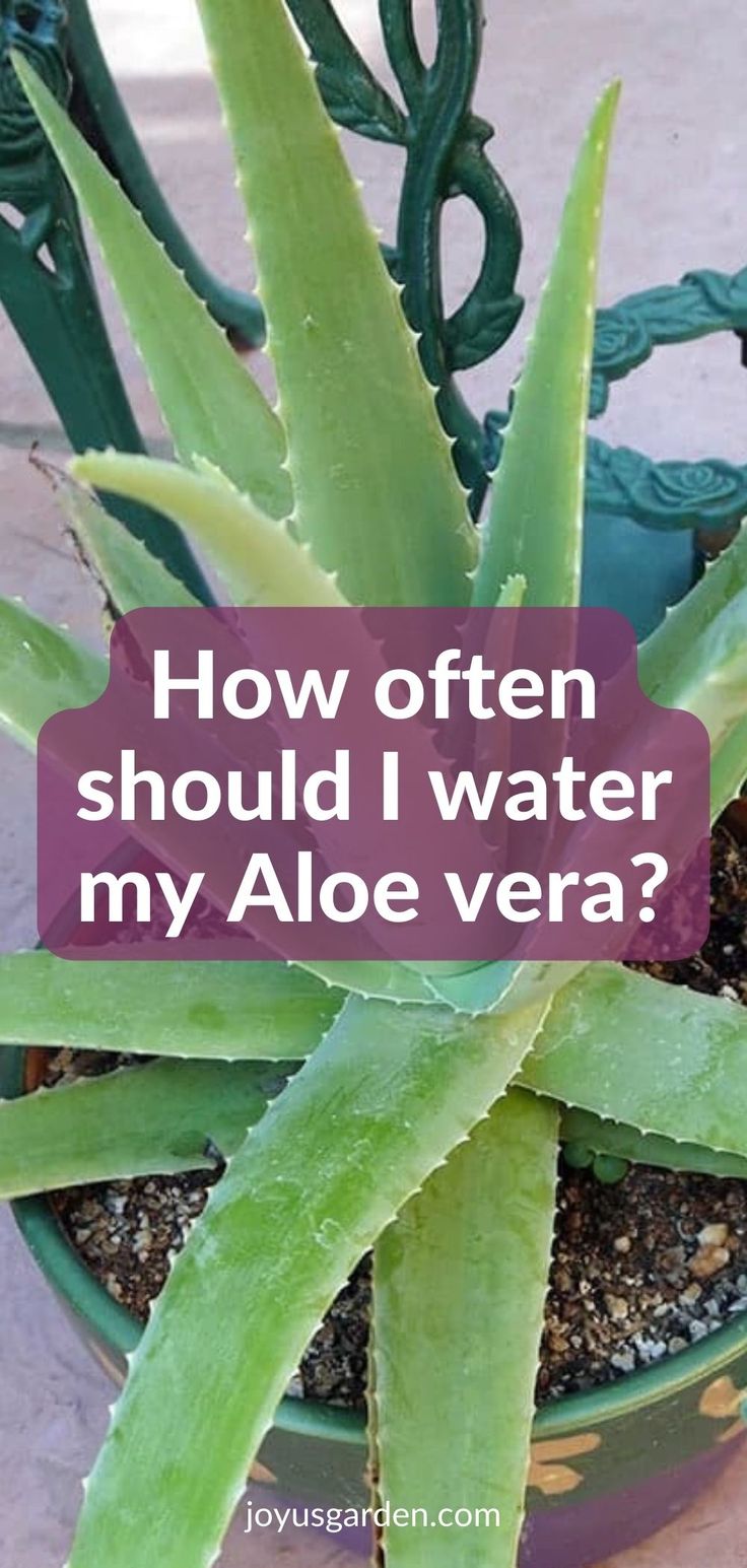 an aloe plant with the words how often should i water my aloe vera?